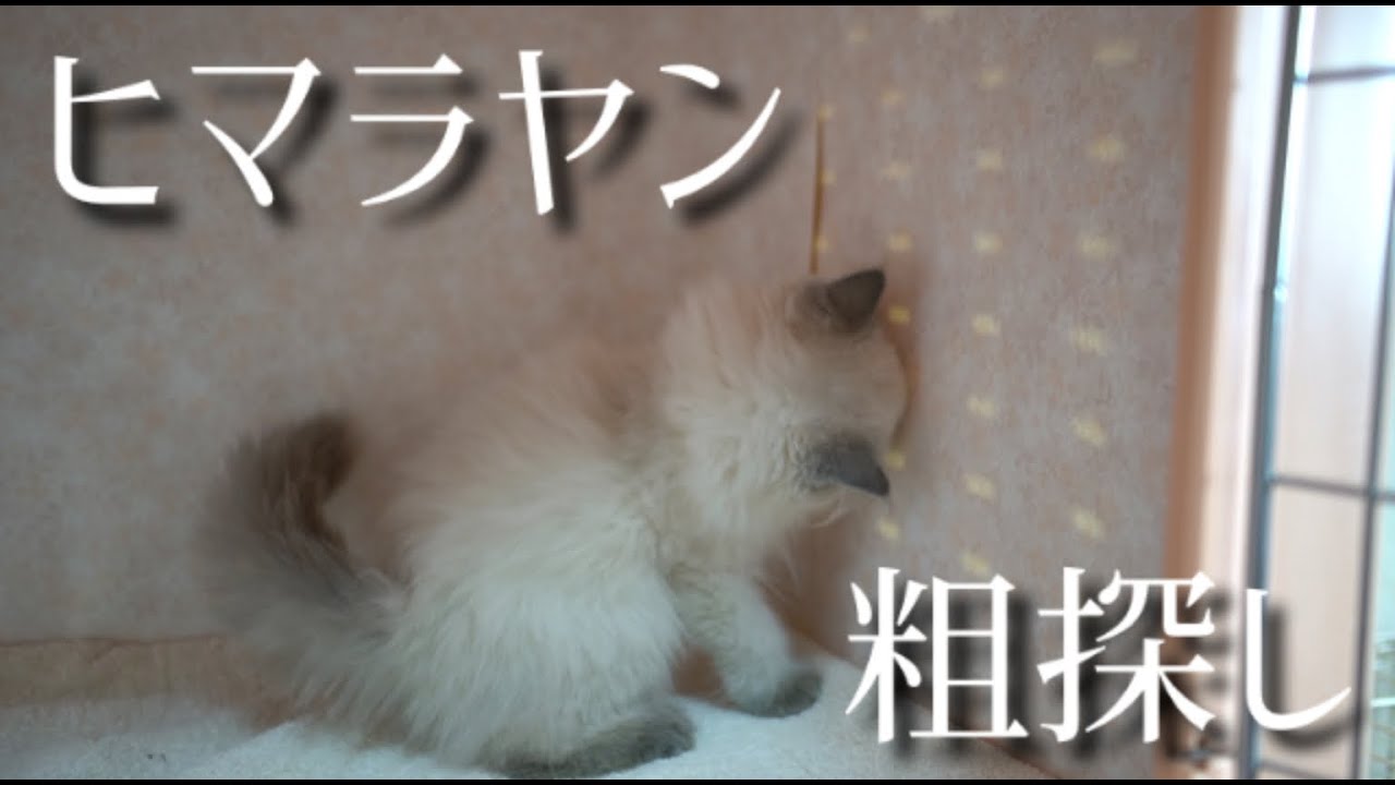 ヒマラヤン子猫、興味があるものはこちらです。