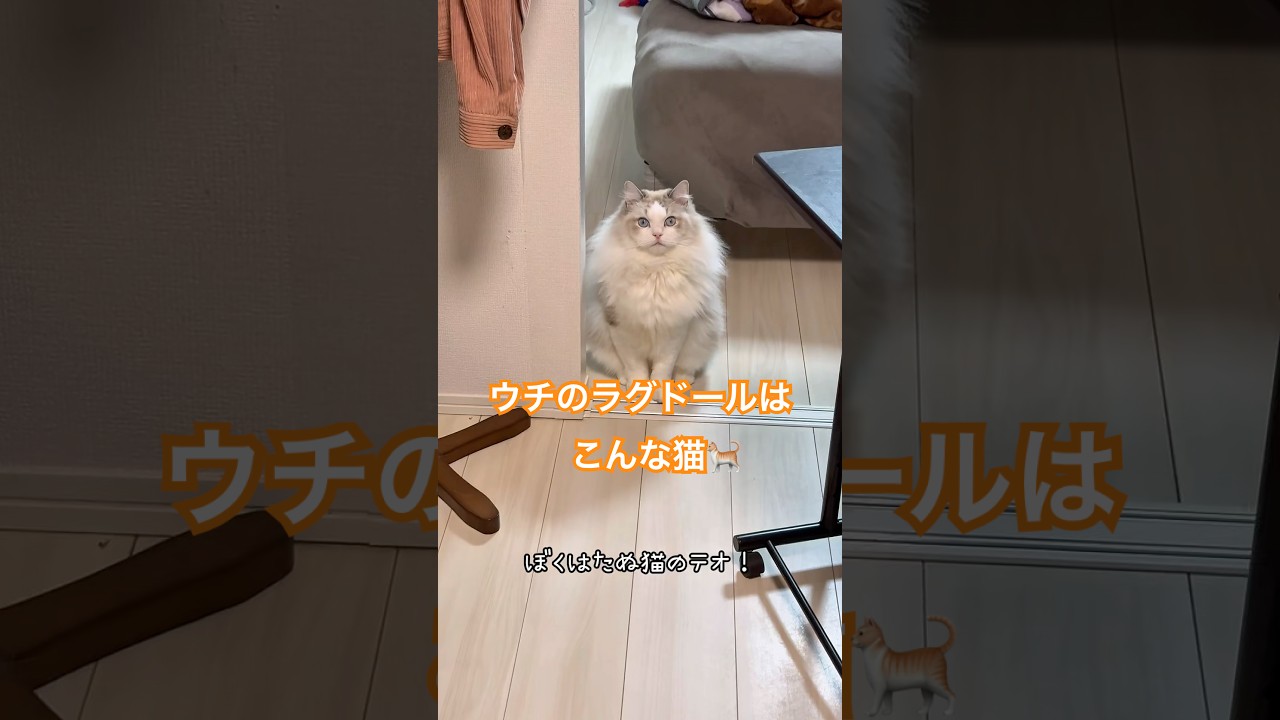 ウチのラグドールはこんな猫🐈🐾　#cat #猫 #ラグドール #猫のいる暮らし #猫好きさんと繋がりたい #紹介 #shorts #ショート