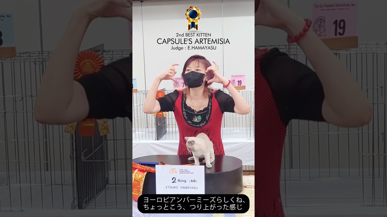 ～CFA catshow #1～#ヨーロピアンバーミーズ#バーミーズ  #cfa #cat #猫