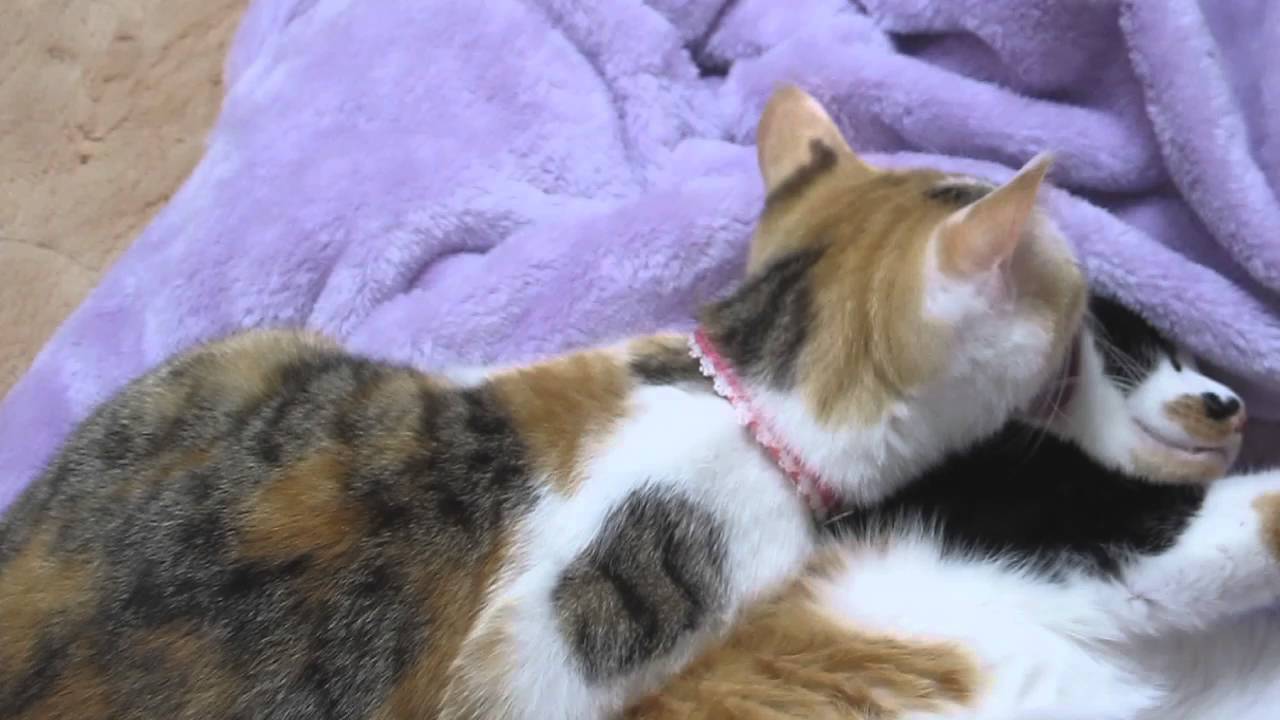 三毛猫を舐め、毛づくろいする「ジャパニーズボブテイル」七ヶ月？