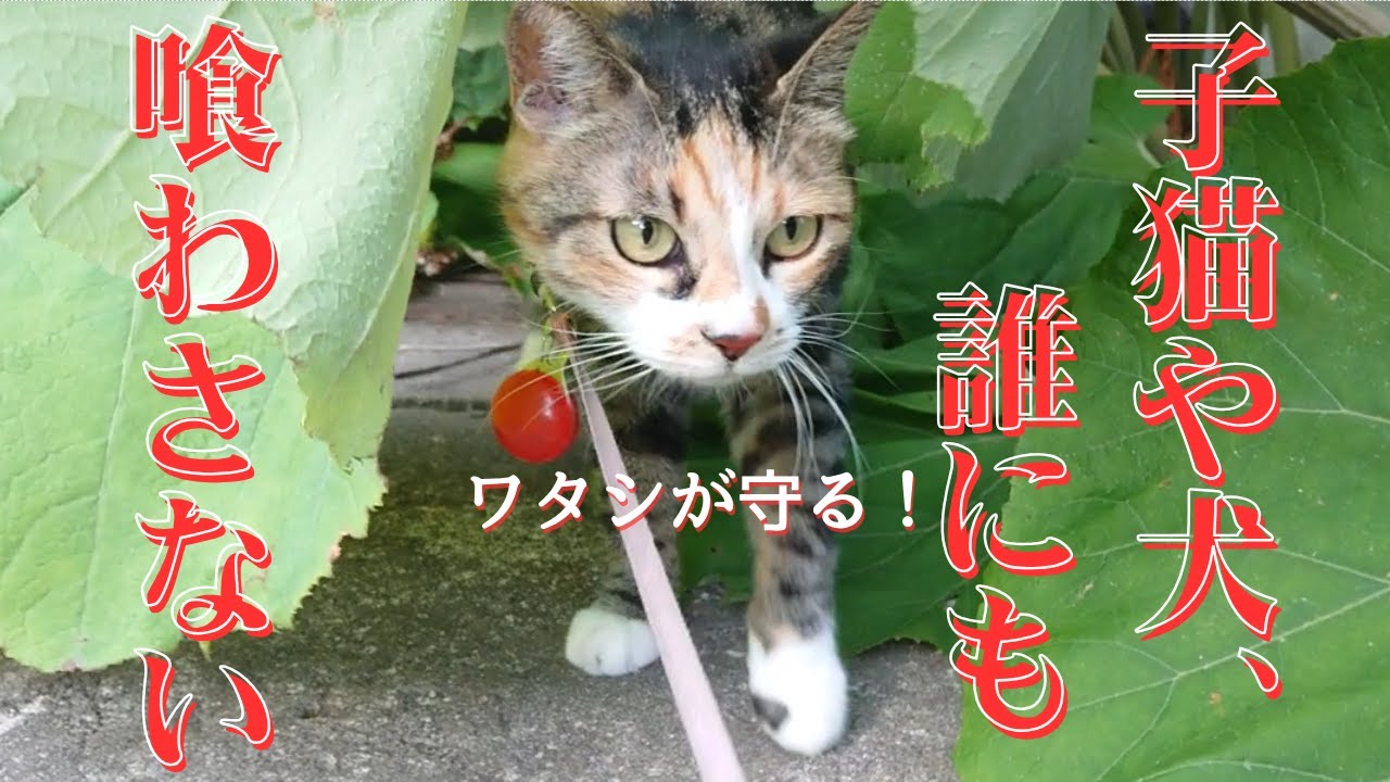 子猫や小型犬を食べるキツネを追い払おうとしたら、3倍返しで襲われそうになった！