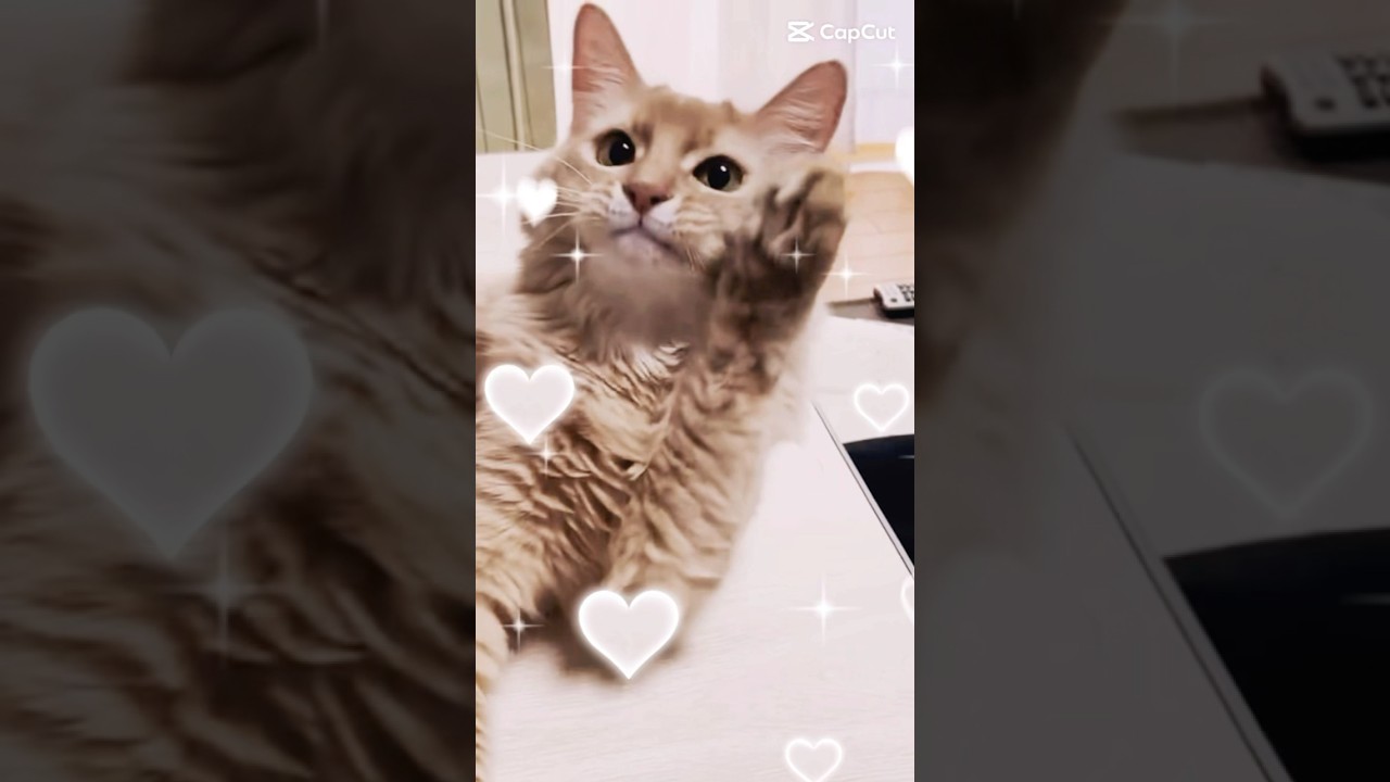 可愛く変身できたかな？#shorts #猫#ソマリ