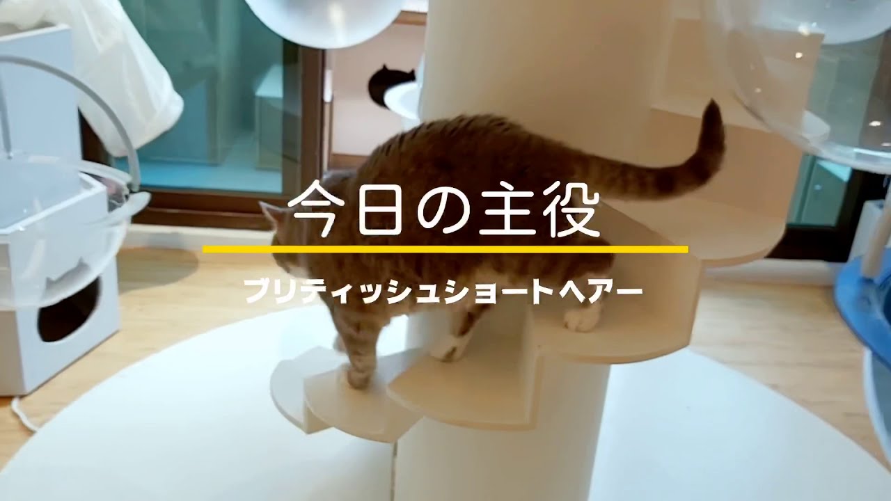 猫カフェ暮らし🏠  ブリティッシュショートヘアー編(British Shorthair)