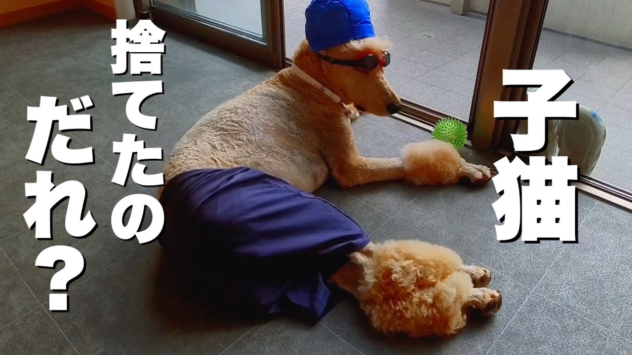【捨て猫】誰か道端に子猫捨てたろ〜？保護子猫どうしたらいい？