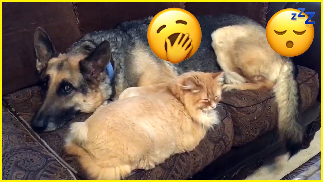 Dog & Cat Nap (Together!!)-plus-DNN California