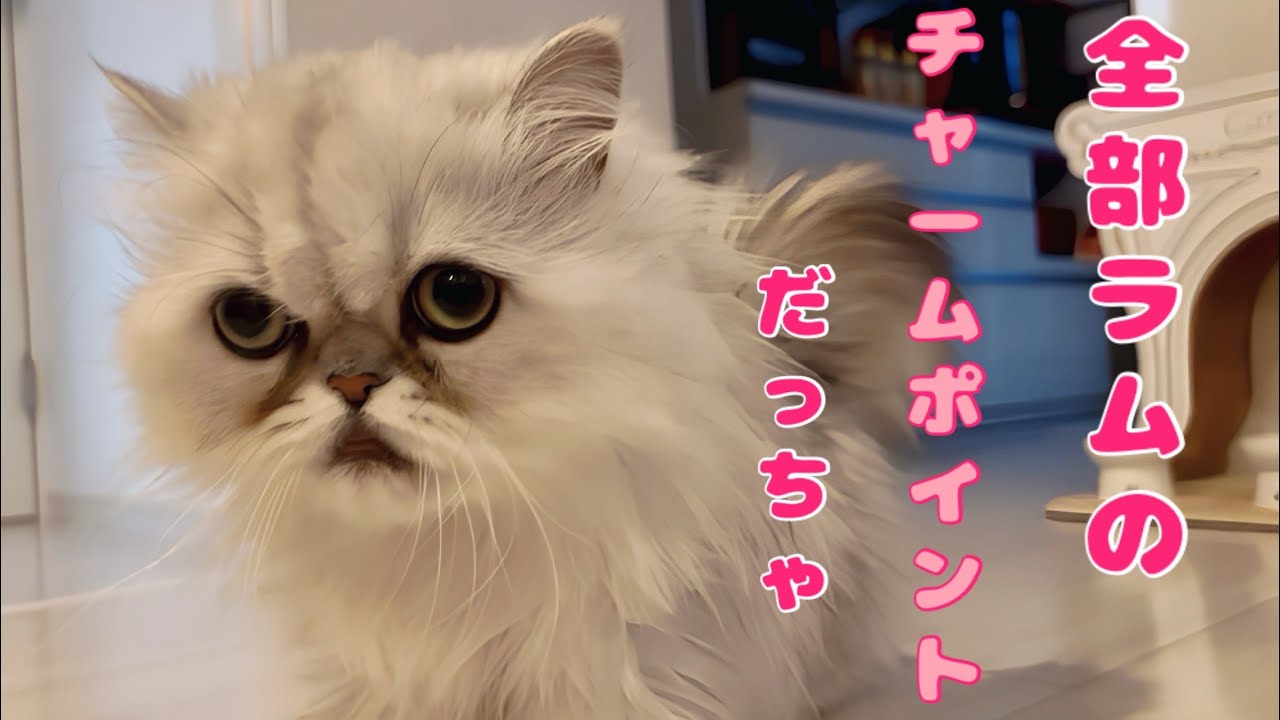 【大反省】ペルシャ猫のラムちゃんを醜いと思ってしまった自分が1番みにくいんちゃうんかい😈