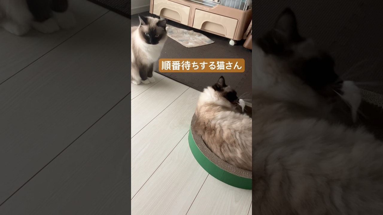バリバリボウル使いたい猫さん #ragdolls #cats #cutecat #shorts #ラグドール #猫のいる暮らし #猫動画 #ショート