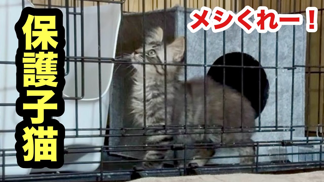 ごはんくれ！と訴えてくる保護子猫