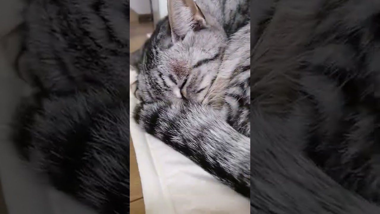 今日のまう#ねこ #エジプシャンマウ #猫#猫のいる暮らし 　