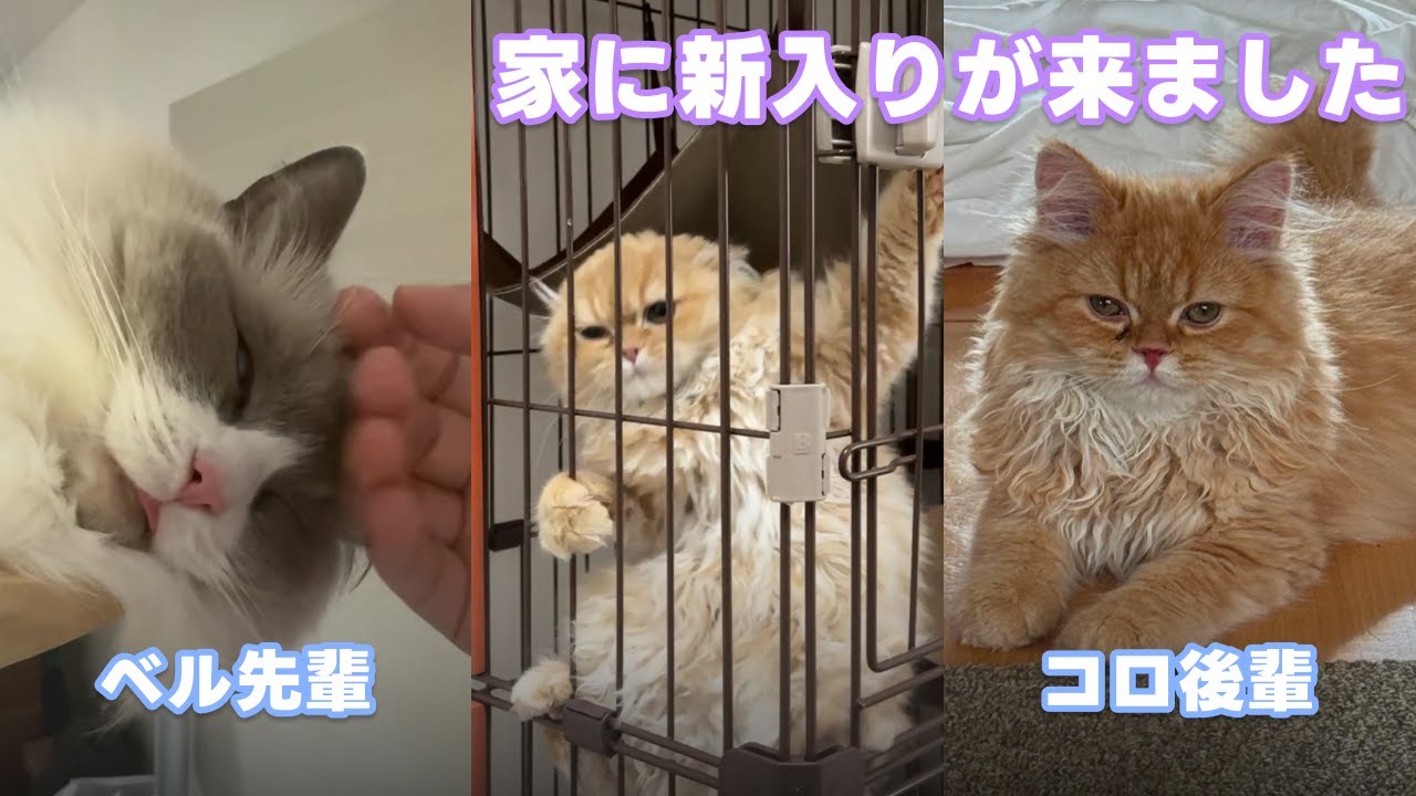 先輩猫と新入り猫