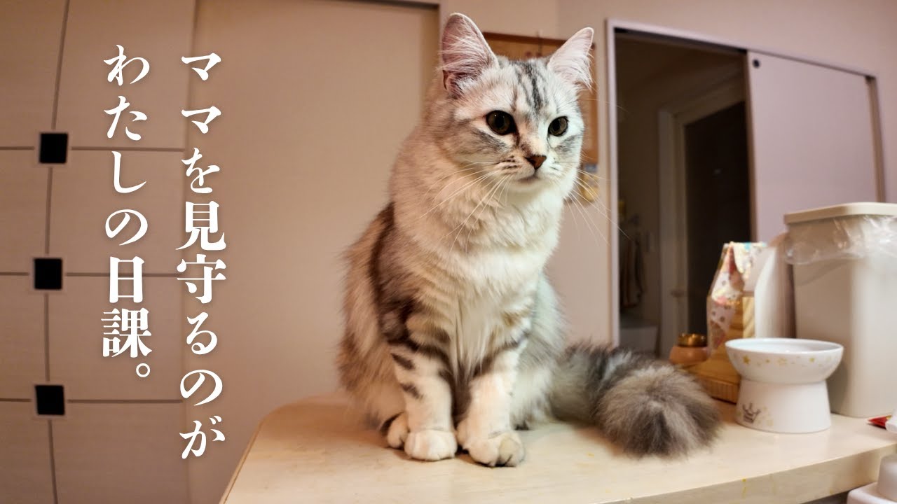 #5 キッチンでママを見守るのが日課｜お家にきて約２カ月｜キンカローのルル