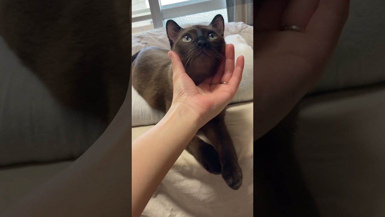 昼下がりにのんびりしてる猫とちょっとウザい飼い主 #バーミーズ #バナージ #猫 #cat