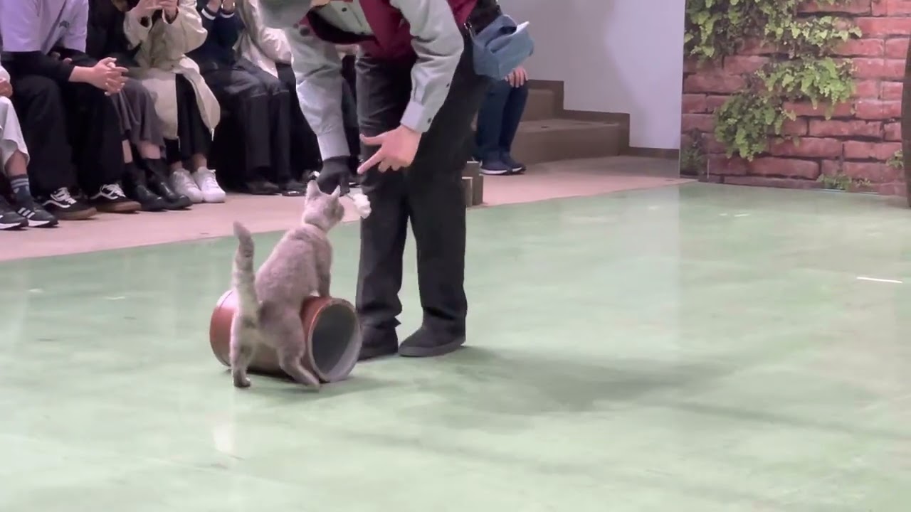 ラパーマのラパちゃんの丸太‥‥⁈ なかなか見れない猫によるショー ザ・キャッツ　那須どうぶつ王国にて　2023年5月7日