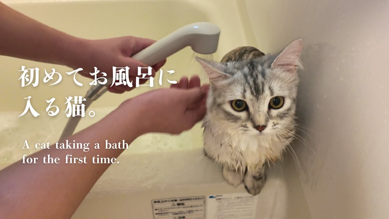 #6 初めてお風呂に入る猫｜犬みたいにしっぽを追いかける｜キンカローのルル