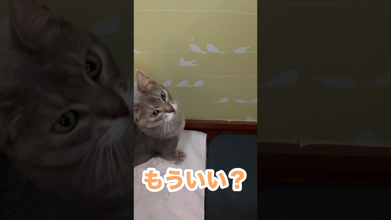 【アビシニアン】【ロシアンブルー】忙しい朝、珍しくジャマしないサピとシャオ   #shorts