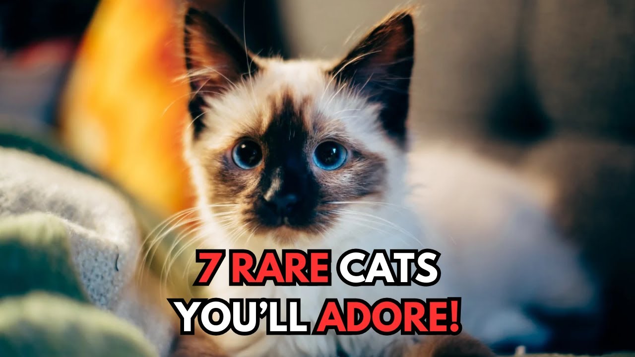 7 Rarest Cats You’ll Wish You Could Own!