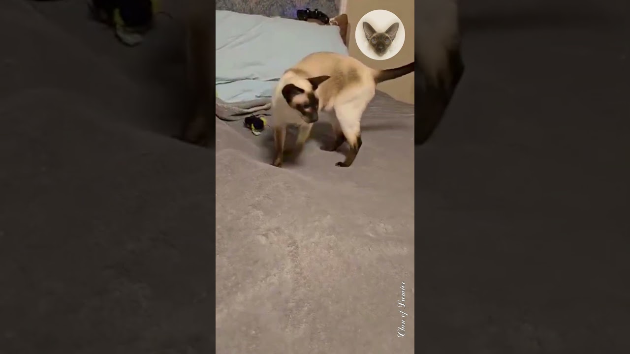 Evening is time for entertainment 😊😂😊 playful cat | oriental cats | cat family 😂