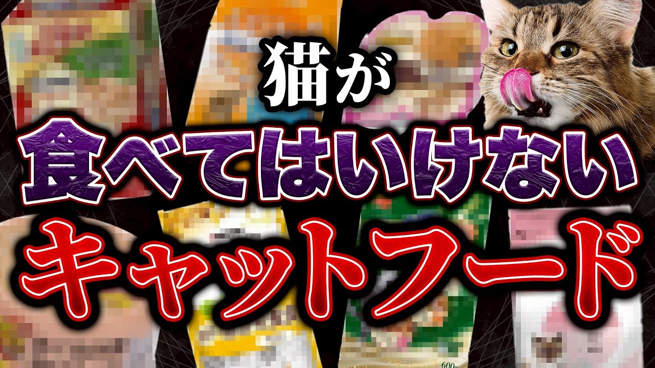 【プロはココを見る】キャットフードの○○は絶対に見てください！！