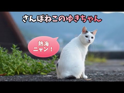 【さんぽねこのゆきちゃん】朝焼けの海岸線のお散歩、ゆきちゃんとの想い出│熱海│伊豆│南熱海│長浜海岸│相模湾｜ジャパニーズ・ボブテイル｜日本猫｜三毛猫｜猫散歩