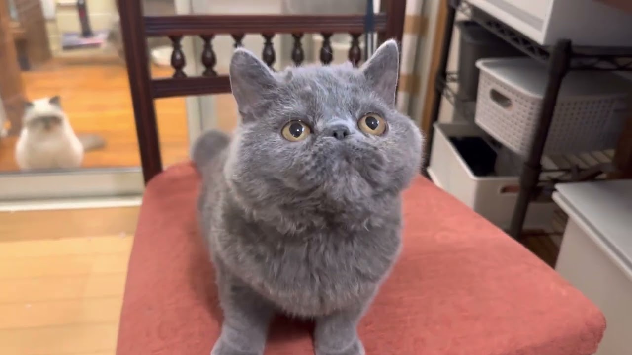 セルカークレックス　ブルー猫　巻き毛猫