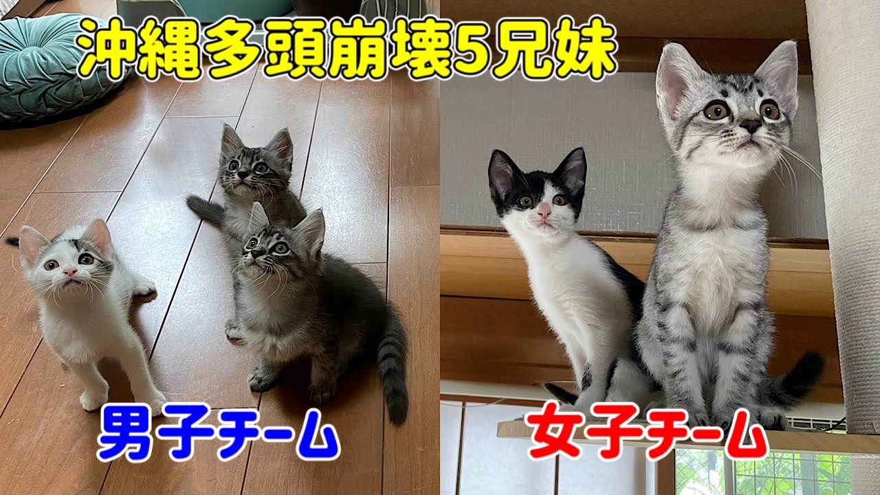 沖縄からやって来た5兄妹の可愛さに悶えてください