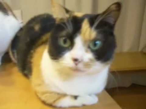 猫動画 短足マンチカンなっちゃん 日本猫ねここ しっぽ押さえられても我慢 muchkin cat tail