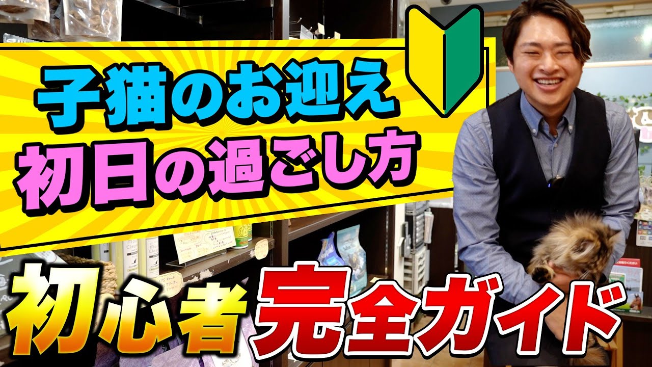 【飼い主との関係性は初日で決まる！？】子猫のお迎え初日～２日目の過ごし方と飼育準備をプロが徹底解説します！