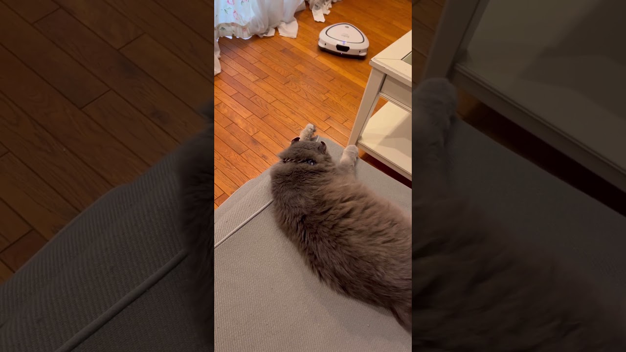 安全な場所 #ねこ動画 #アメリカンカール #catvideos