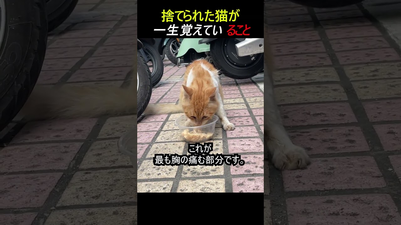 捨てられた猫が一生覚えていること