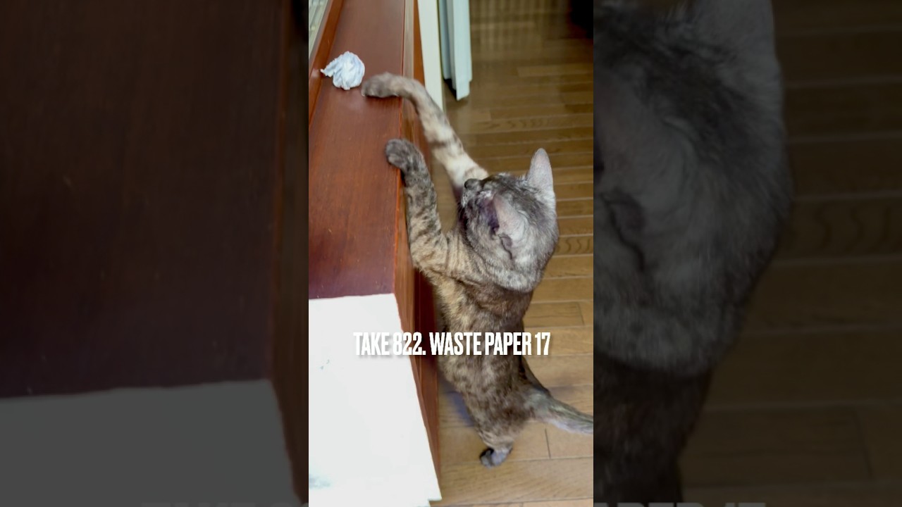 #背伸び #後ろ足立ち　#背伸び猫 #紙屑大好き #egyptianmaucat #エジプシャンマウ #エジプシャンマウの仲間たち #エジプシャンマウスモーク #遊ぶ猫 #shorts