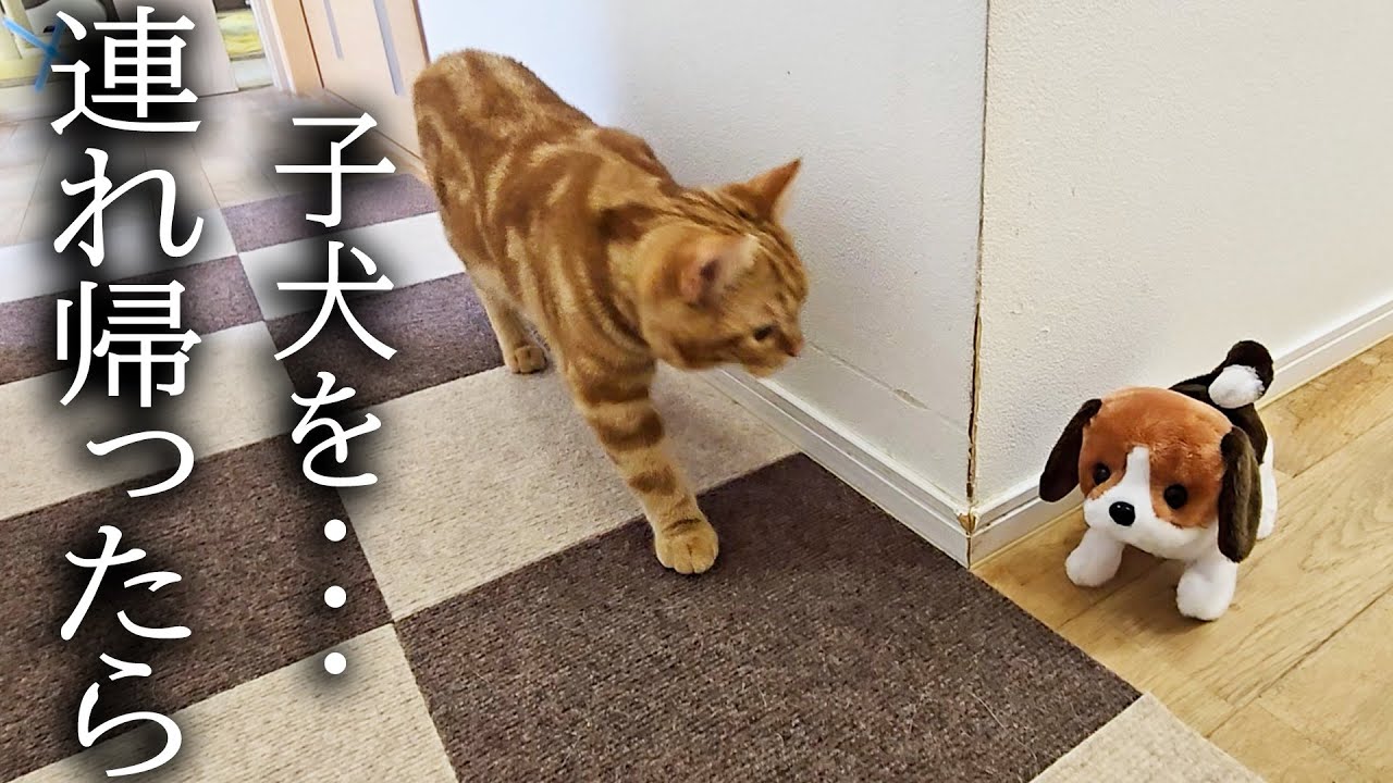 子犬を連れ帰ったら犬と子猫達が大変なことに...