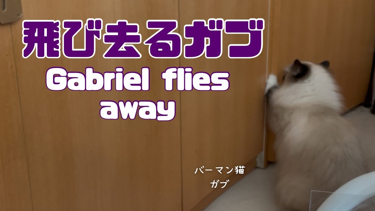 バーマン猫ガブとラフ【飛び去るガブ】Gabriel flies away（バーマン猫）Birman/Cat