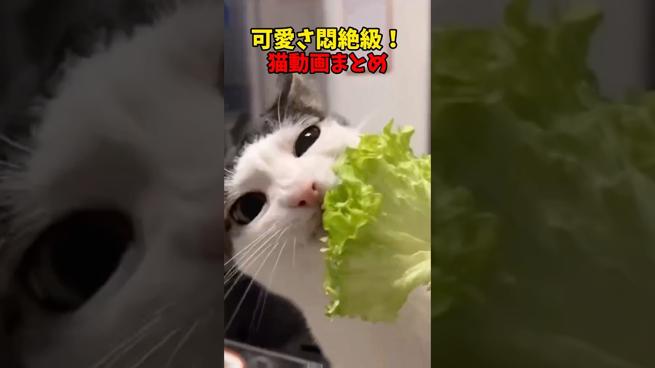 可愛いって❤️ #猫 #cat #cats #cute