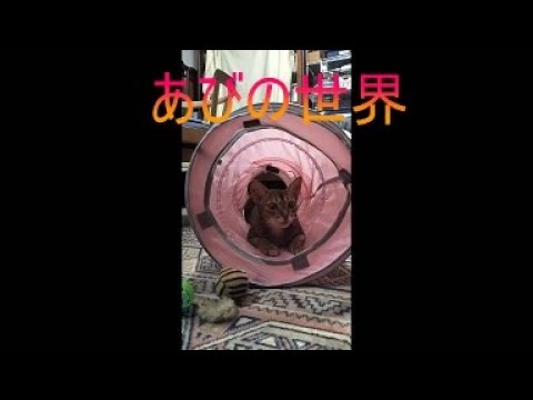ネコ動画あび＃5016　あびの毎日　アビシニアン　あび