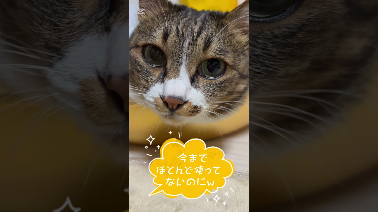 【ひんやりねこ鍋】#shorts #猫 #キジシロ #猫のいる暮らし #ぽんずさん