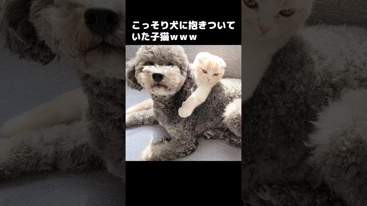 こっそり犬に抱き着いていた子猫がかわいい...笑#shorts