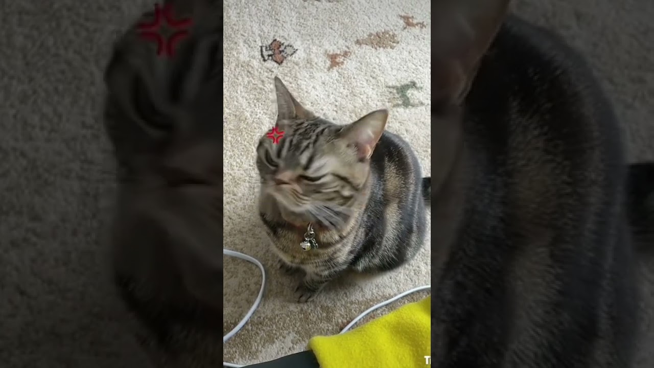 【猫代表】猫はこう思ってる⁈#shorts#アメショ