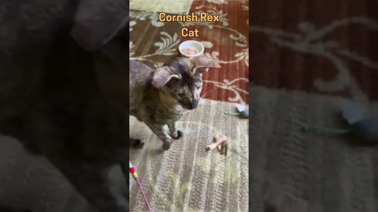 Cornish Rex Cat