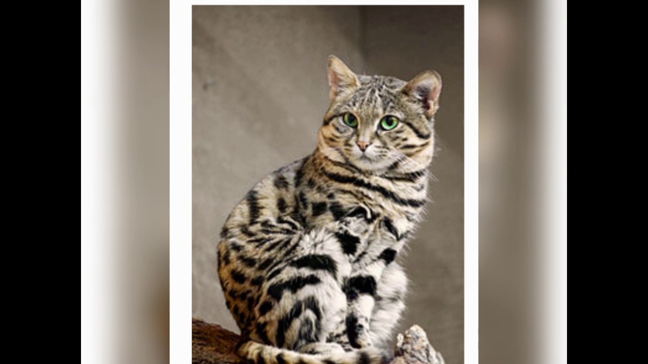 7 jenis baka kucing yang paling sukar ditemui diseluruh dunia