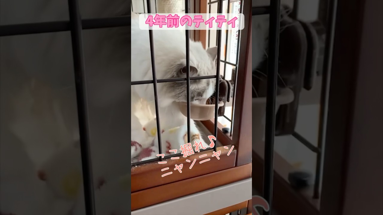 覚えていた掘り掘りシステム #猫 #cat #ragdolls #ラグドール #猫好きさんと繋がりたい #猫のいる暮らし #shorts