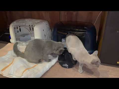 蔵猫『バーミーズの兄妹猫を迎え入れる』