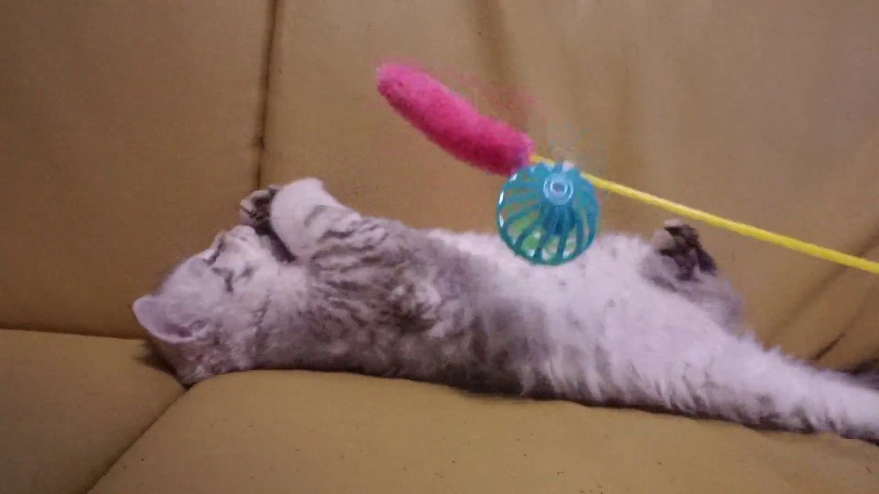 セルカークレックス子猫2018.4.5産まれシーダキャット猫のお店