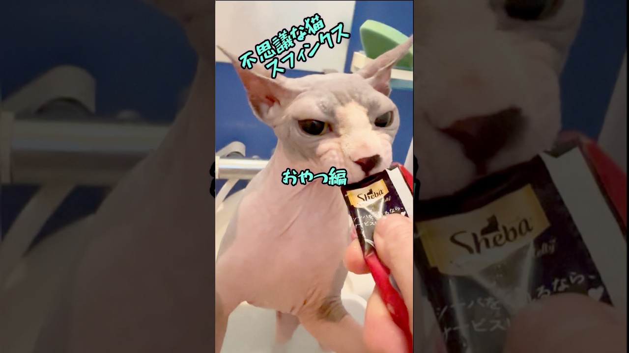 スフィンクス猫のおやつはアレです#shorts #cat #子ネコ #猫のいる暮らし #sphynx