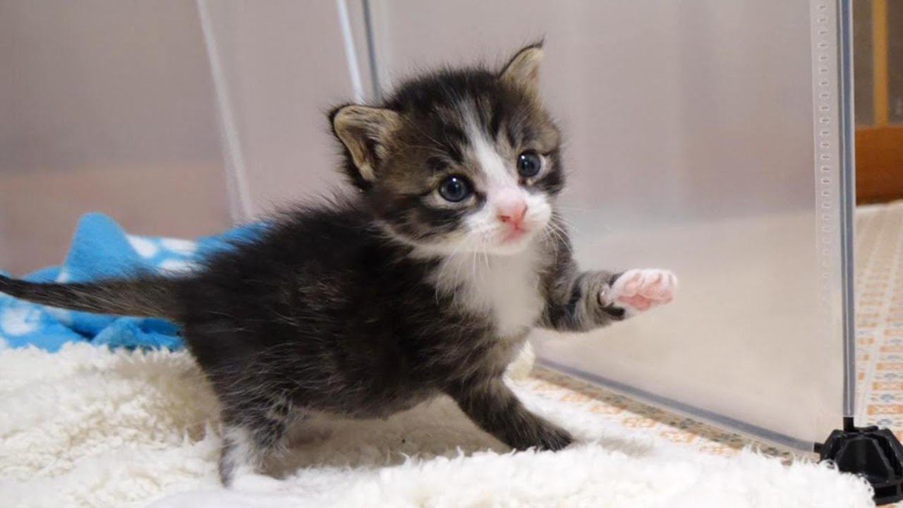 子猫がカワイイ鳴き声でママにナデナデをおねだりしてくる【赤ちゃん猫　保護猫】