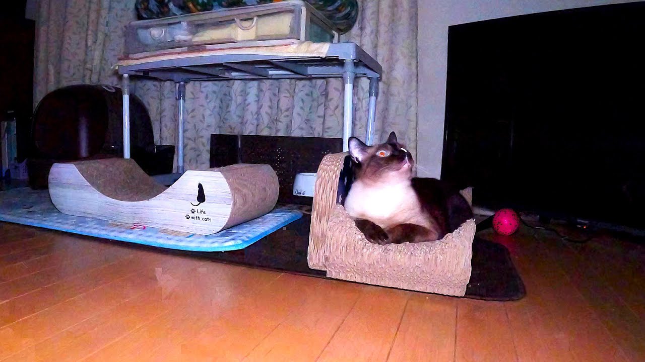 ゲリラ雷雨で家の近所に雷が数発落下して！するシャム猫⚡⛈