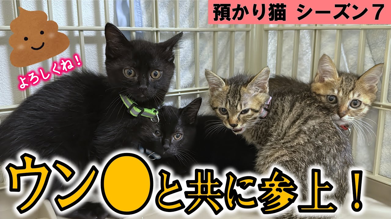 新たな預かり子猫、ウンチまみれでやってくる【預かり猫vol.7】