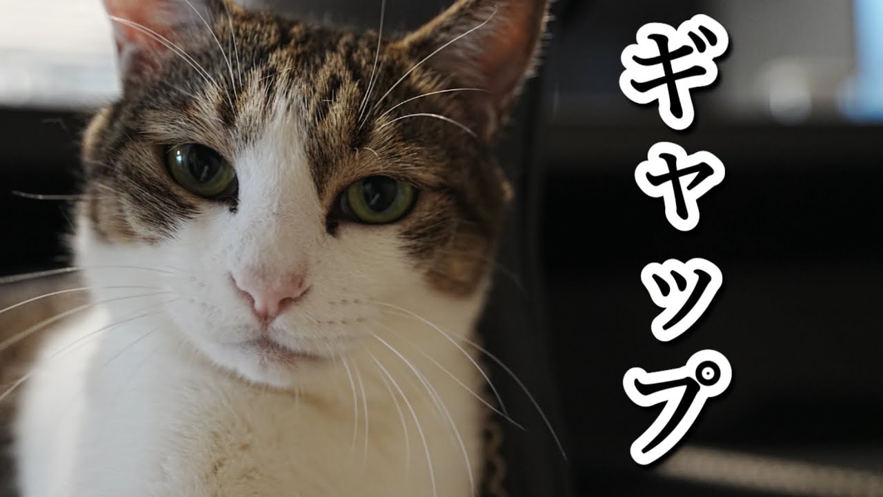 うるうる瞳のシニア猫と、鳴き声が可愛いかもしれない短足猫