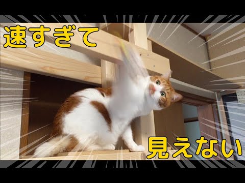 ねこの遊びが激しすぎて目で追えません…