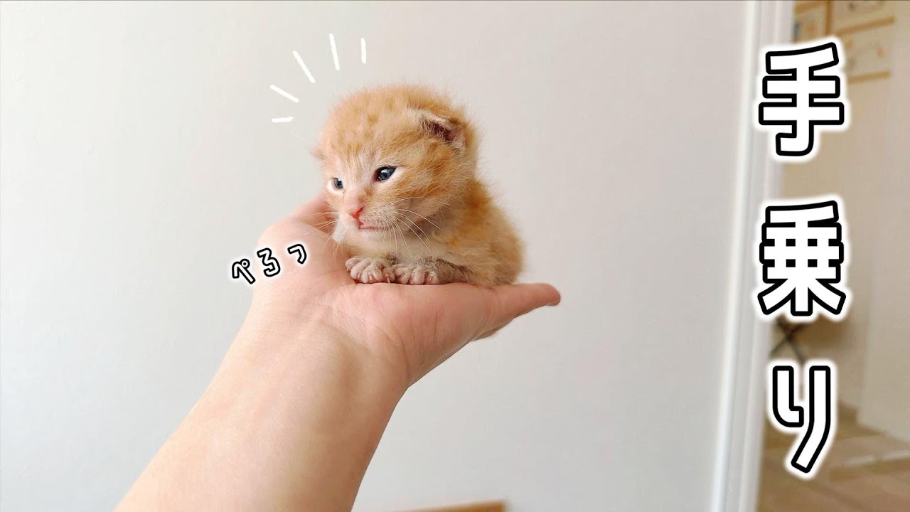 手乗り子猫がかわいすぎる。きっと見守りたくなります【保護猫生活2日目】