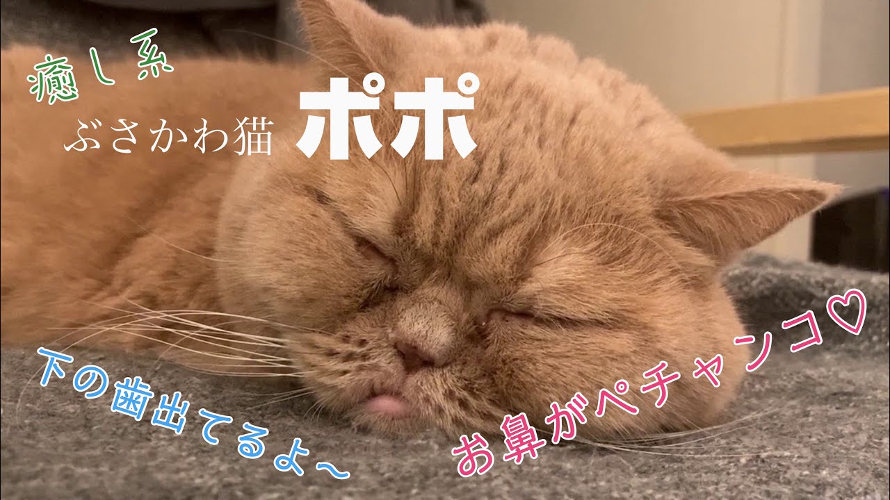 ボクはポポ・ぶさかわブリティッシュショートヘア | 癒し系猫